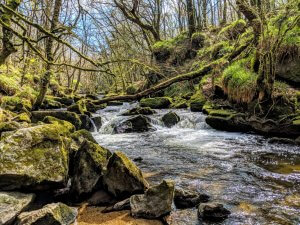 The River Fowey forms a series of cascades as it drops 90m down Bodmin Moor through the ancient oak woodland of Draynes Wood